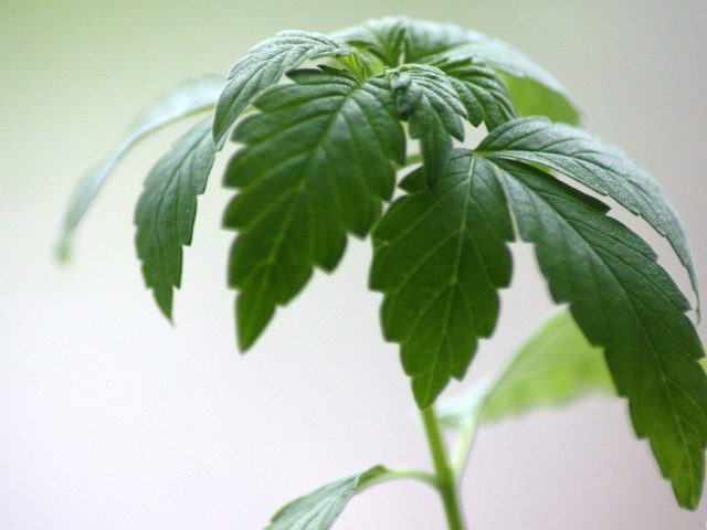 7 Stars Holistic Healing Center