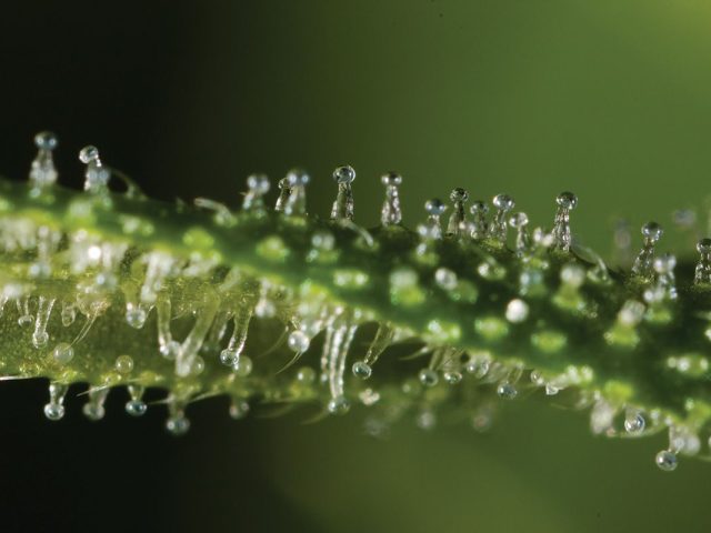 The Flowershop Powellhurst
