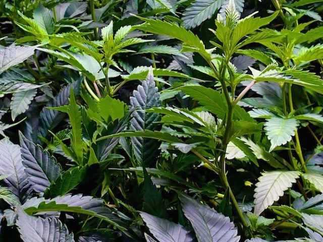 Chalice Farms Tigard