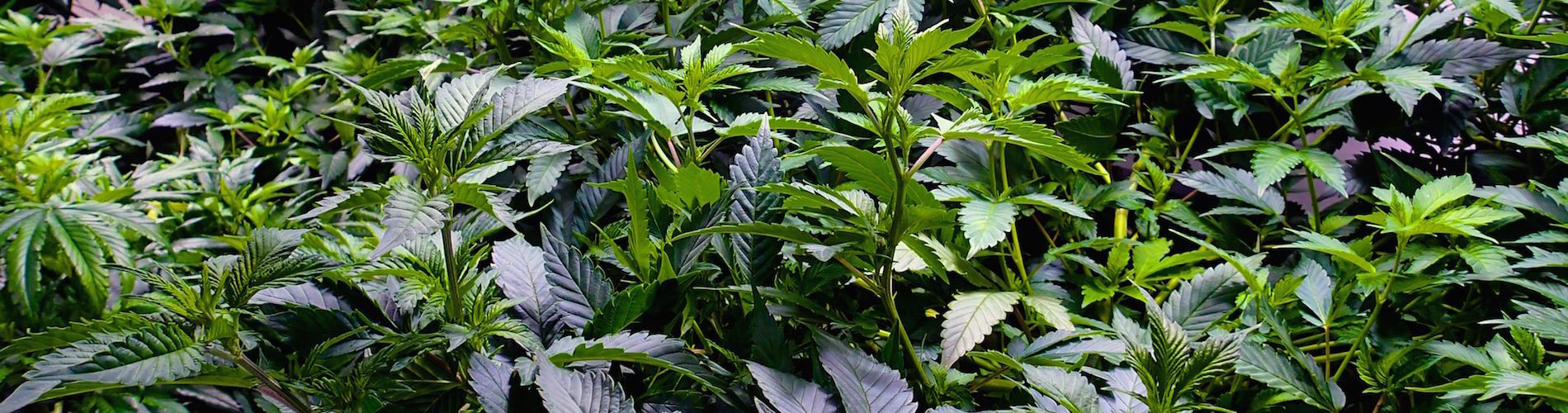 Chalice Farms Tigard