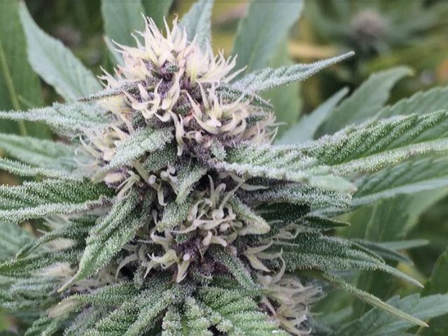 Left Coast Connection