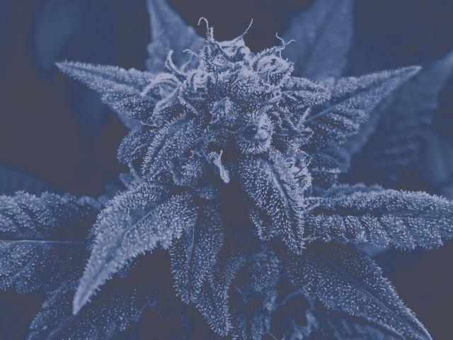 Nature's Herbs and Wellness Center