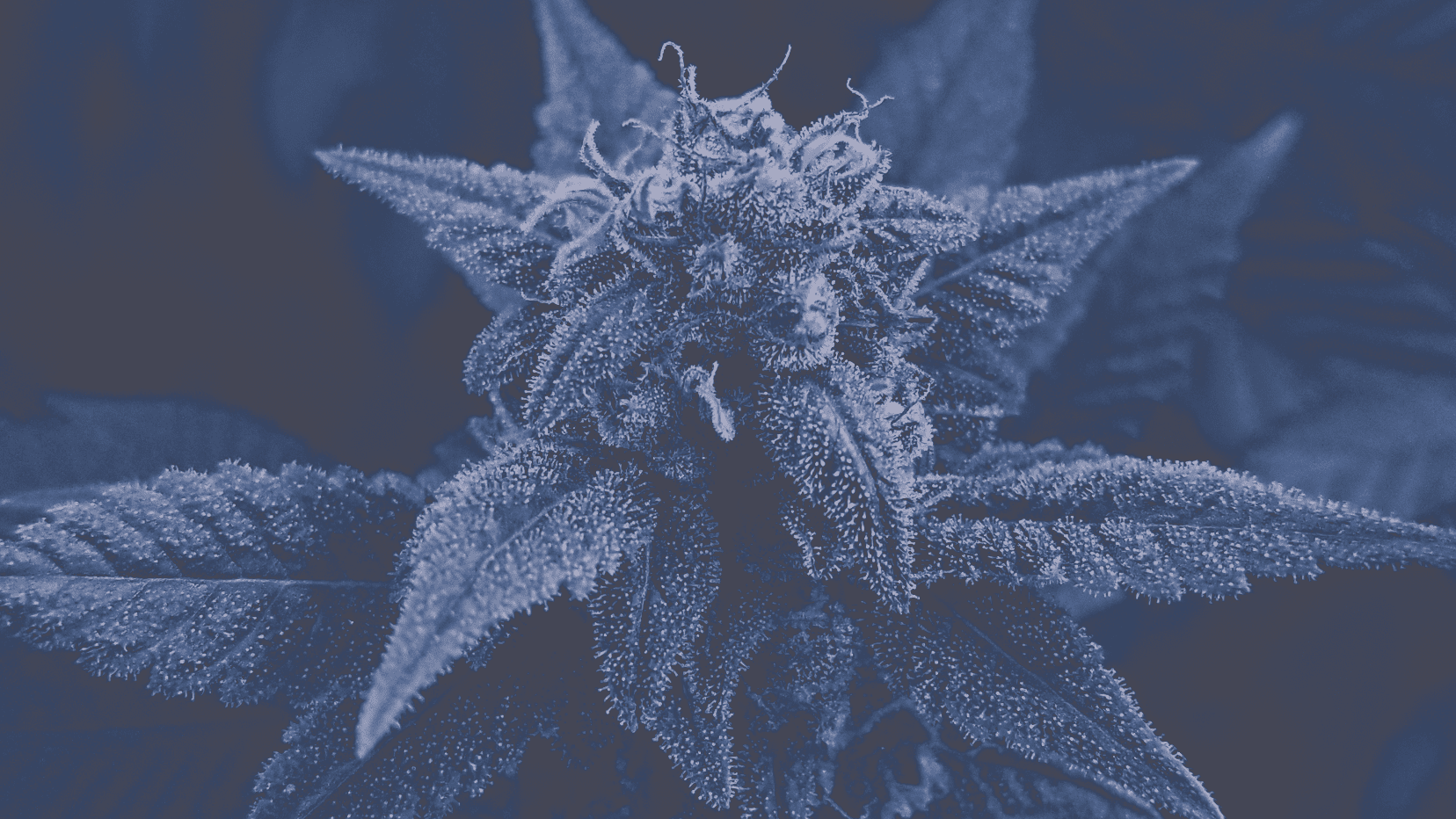 Nature's Herbs and Wellness Center