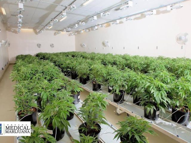 Nevada Made Marijuana