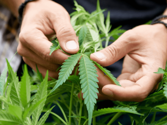 Farmhouse Artisan Market