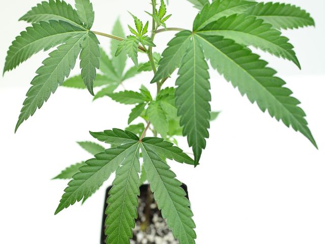 Progressive Collective