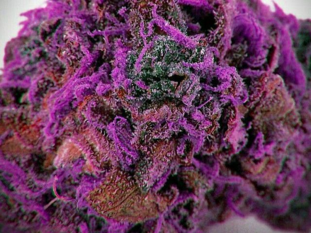 Top Shelf Express Delivery