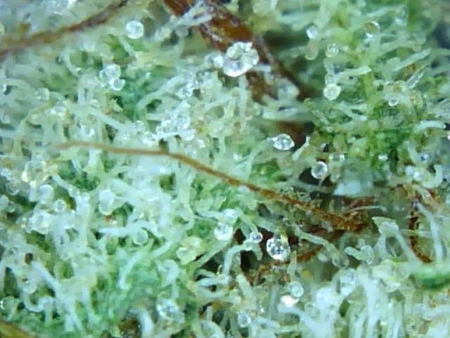 Three Rivers Dispensary Pueblo