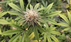 Golden State Medical Evaluations - Fremont