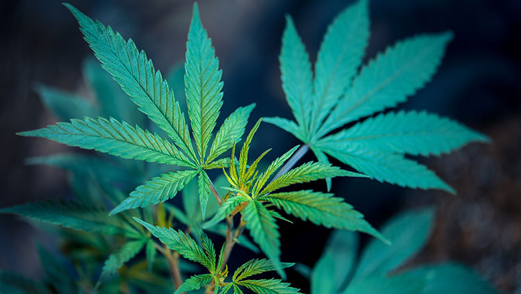 420EvaluationsOnline - Norwalk