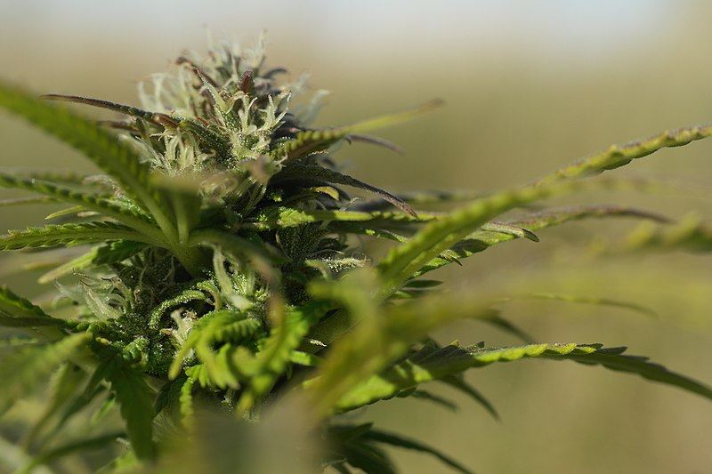 Green Care Medical - Ogden
