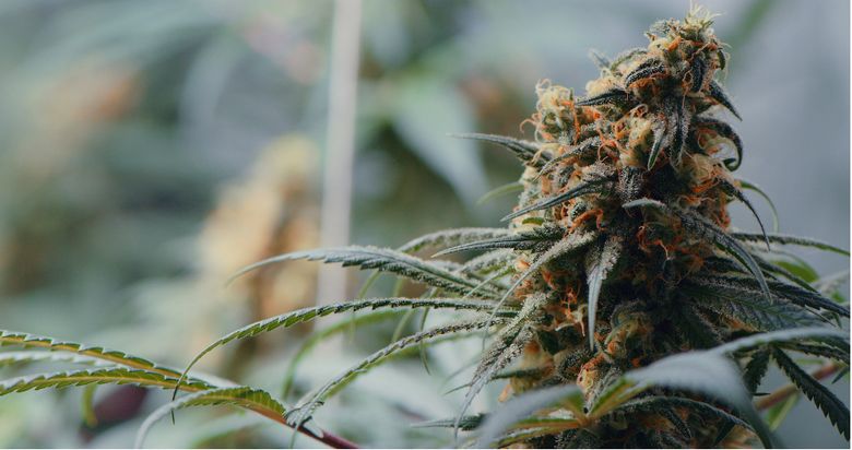 Medical Marijuana Card Doctors Hollywood Easy Clinic