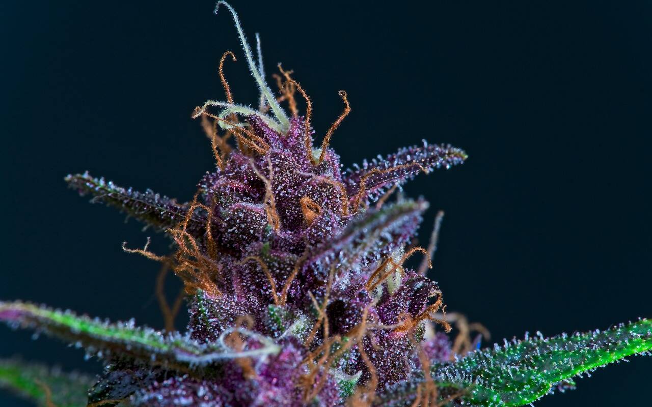 Green MD