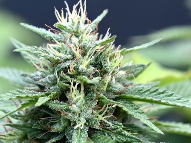 Dr. Weedy - New York