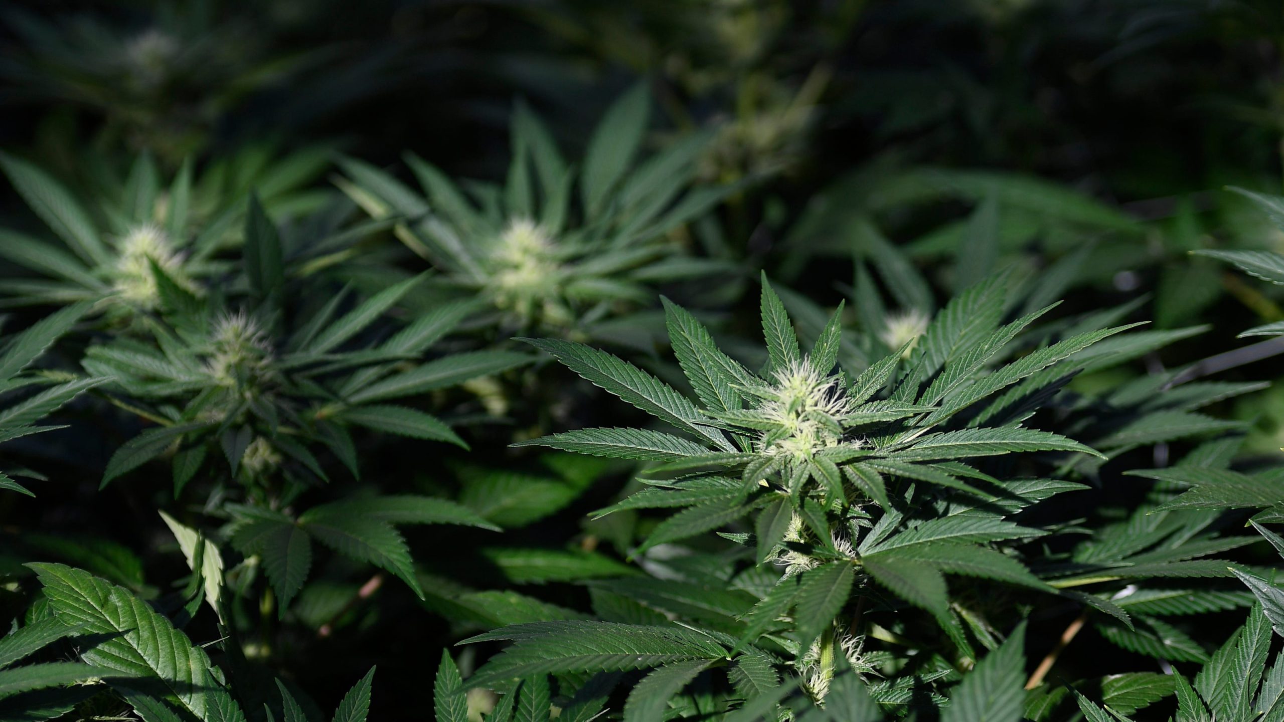 Canna Care Docs – Stoughton