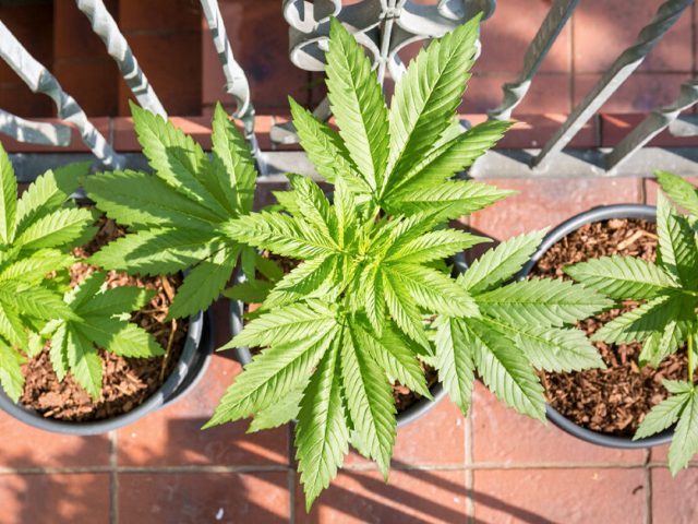 The American Cannabinoid Clinics - Vancouver