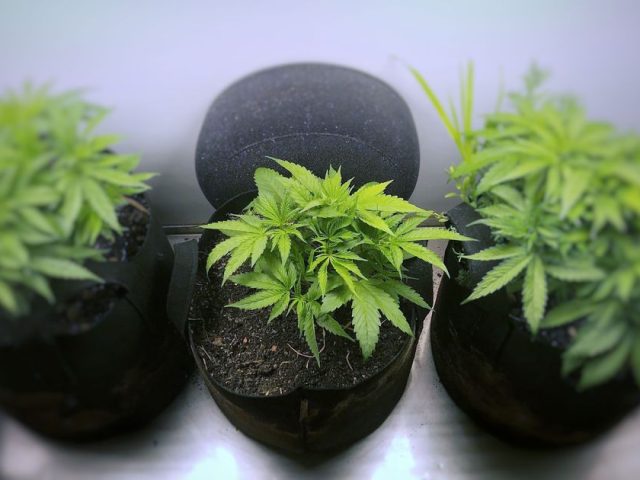 Green Care Medical - Justice