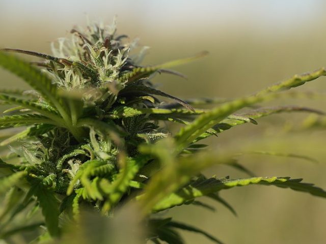 Green Health - Tampa