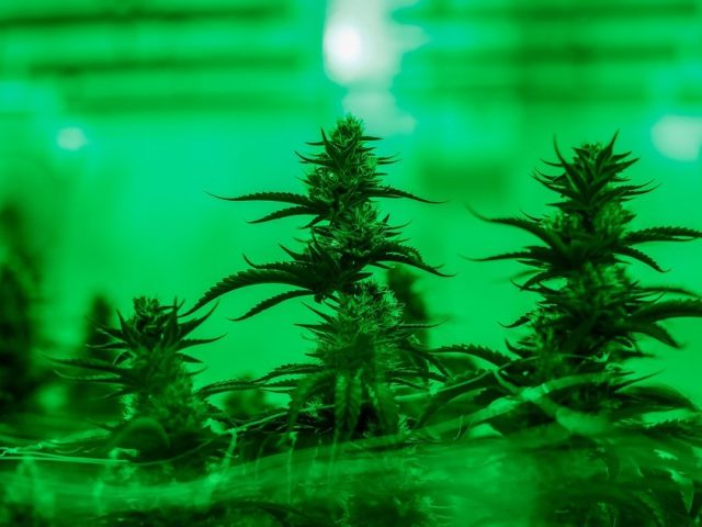 Altitude Cannabis Evaluations