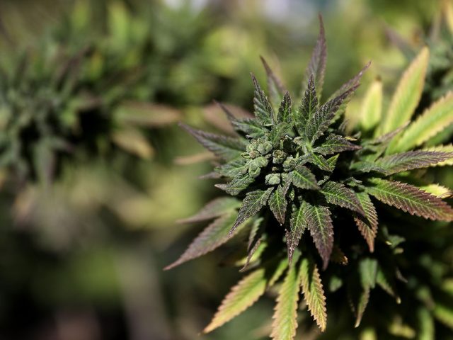 Green Earth Medicine