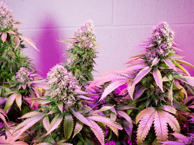 Choice Med Group - Brandon