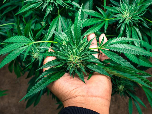 Medical Marijuana Card Doctors of Arizona- Peoria