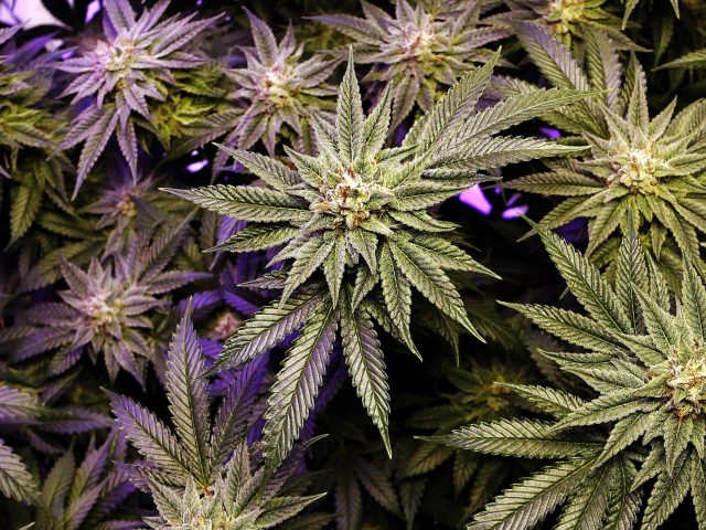 MMJDoctorOnline.com - Sacramento