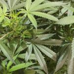 Harvest Medicine - Calgary