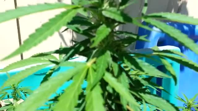 DNA Genetics - Hash Plant Haze & More 2013 Outdoor Grow Part 5