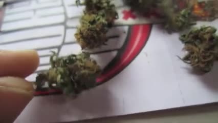DNA Genetics LA Chocolat Bud Samples + TH Seeds Darkstar Bud Shots