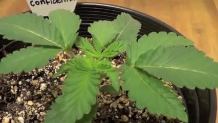 DNA Genetics LA Confidential Seedling and week 5 update
