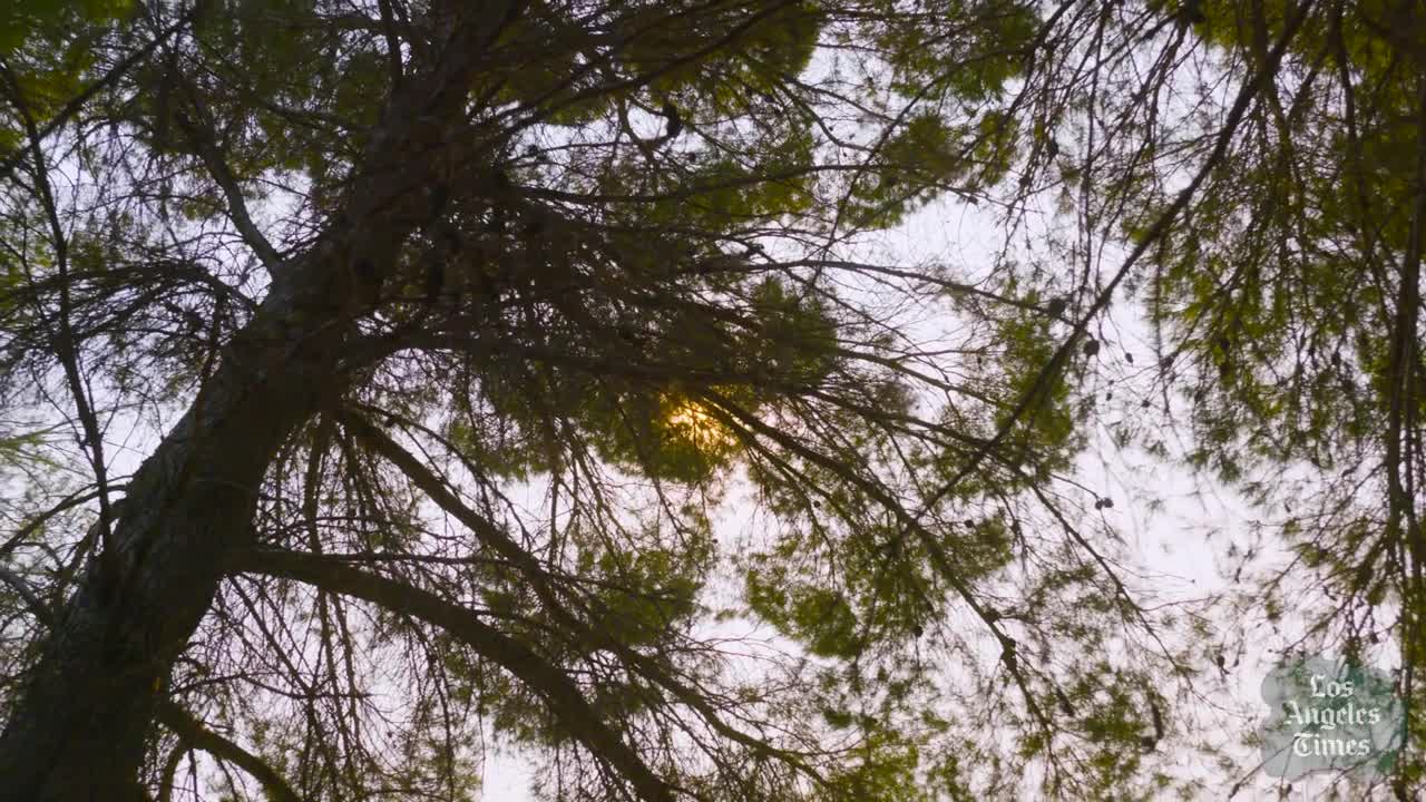 David_Crosby_on_getting_the_Beatles_high_and_how_to_roll_a_proper_joint_The_Green_Room