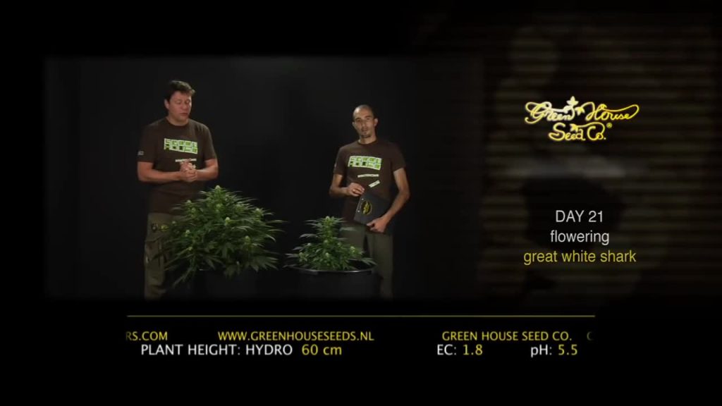 Great White Shark - Green House Grow Sessions