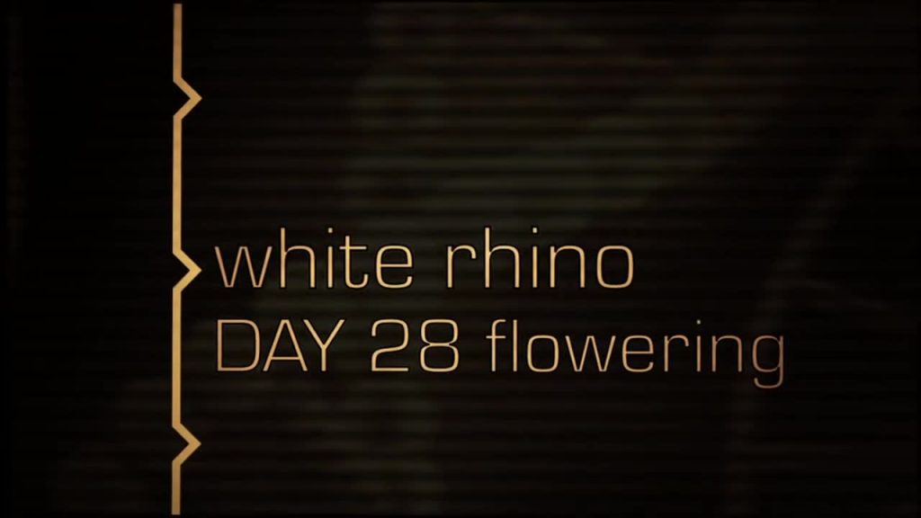 White Rhino - Green House Grow Sessions