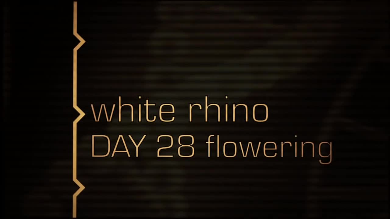White Rhino – Green House Grow Sessions