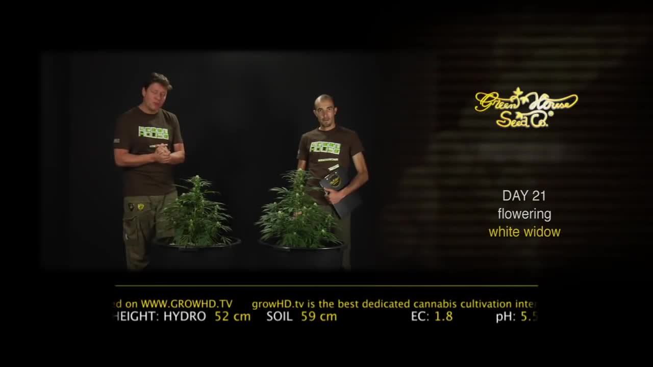 White Widow – Green House Grow Sessions